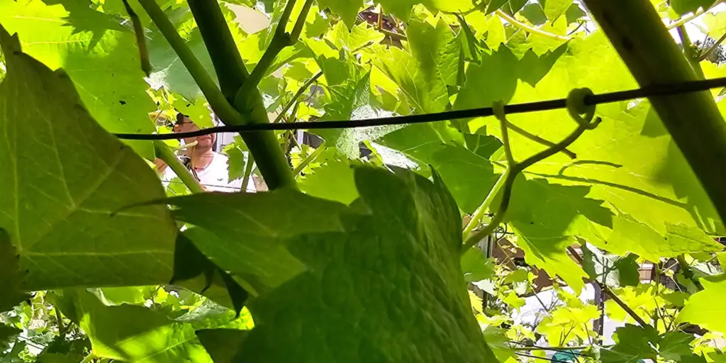 Rebstöcke im Sommer