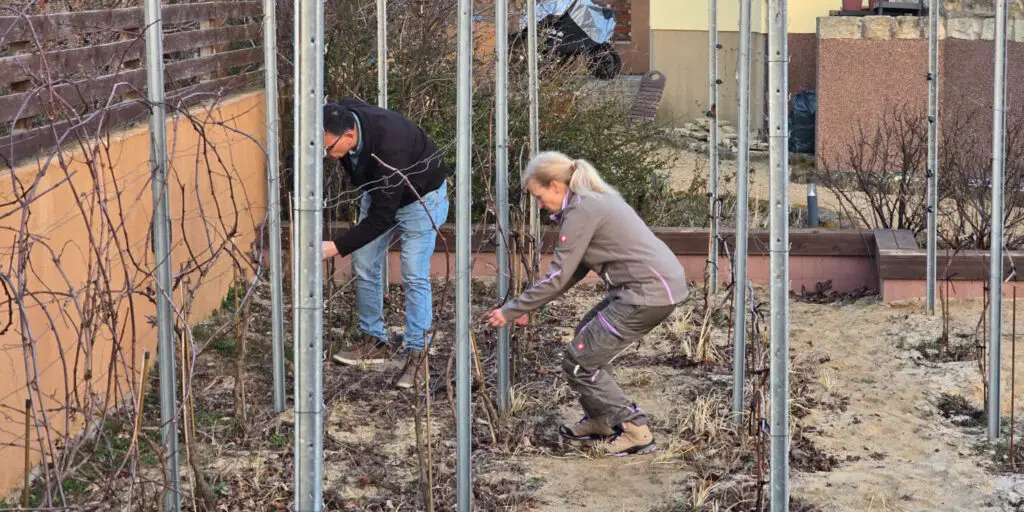 Rebschnitt 2025 bei Alla Vite in Teltow
