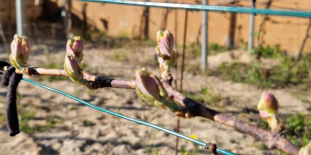 Reben im Frühling bei Alla Vite im Weingarten