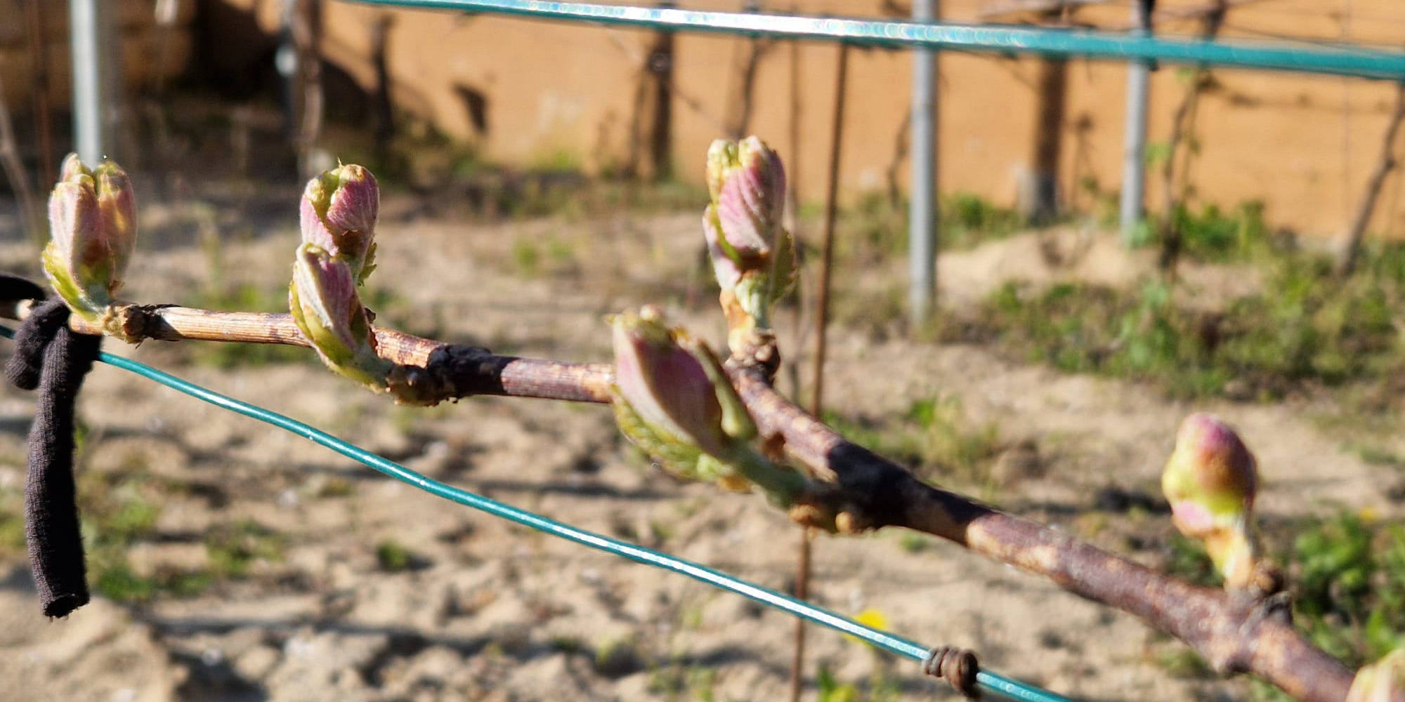 Reben im Frühling bei Alla Vite im Weingarten