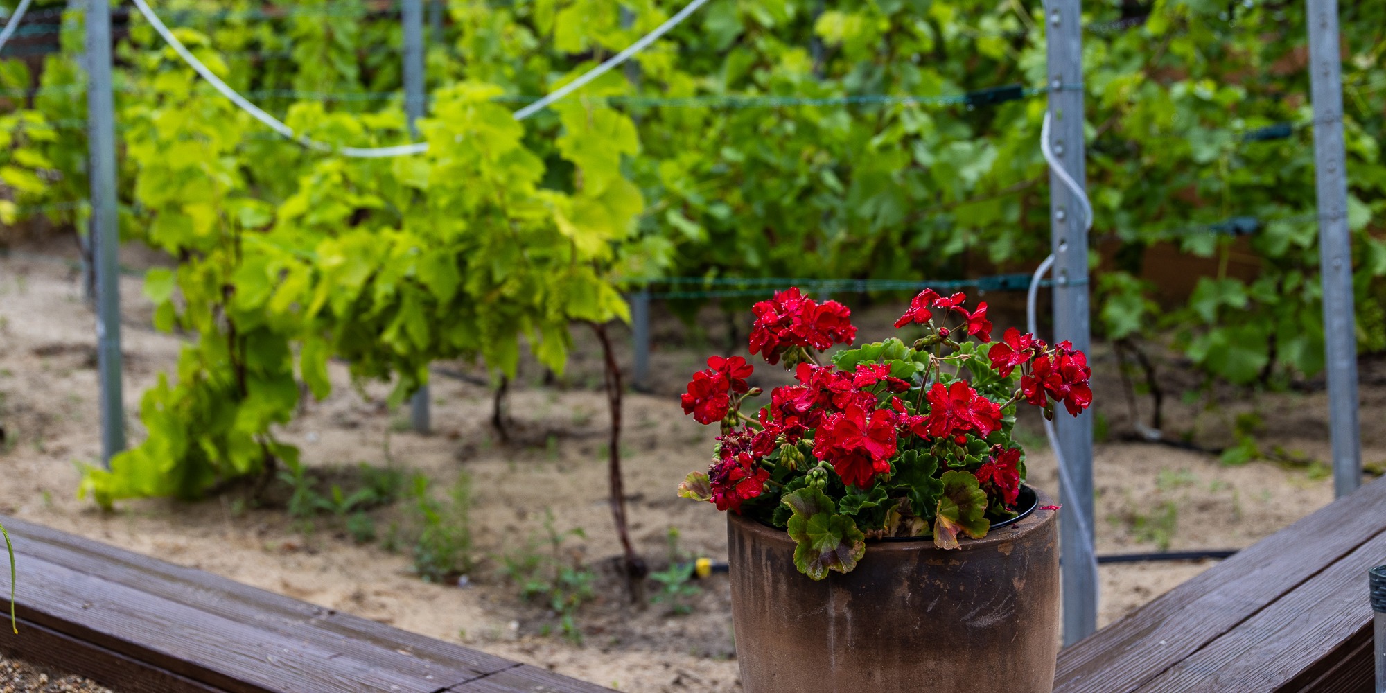 Alla Vite Sommerkonzert 2025